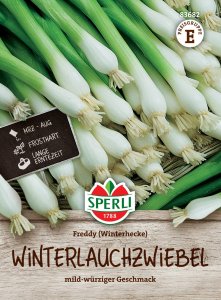 Winterlauchzwiebel - Freddy - Winterheckenzwiebel